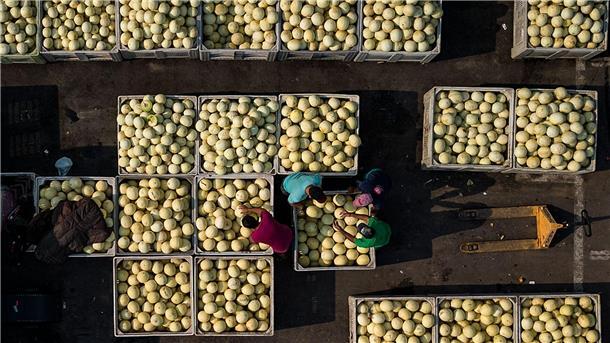 Auf dem zentralen Großmarkt „Lo Valledor“ in Santiago de Chile fehlt es nicht an Cantaloupe-Melonen.