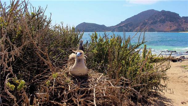 Auf den Galápagos-Inseln leben nach Behördenangaben 78 endemische Vogelarten.