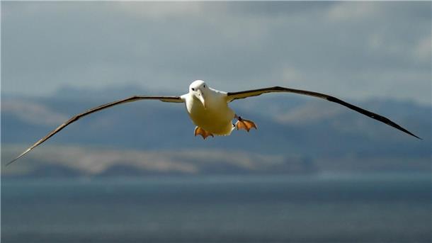 Auf den Heard- und McDonaldinseln leben viele Albatrosse. (Symbolbild)