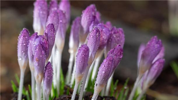 Bilder des Tages Auf den Krokussblüten in einem Garten hat sich Morgentau gebildet.