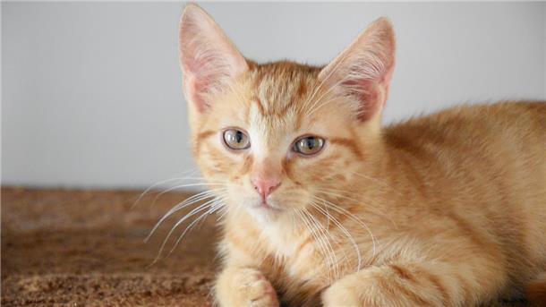 Eine junge rote Katze schaut in die Kamera.