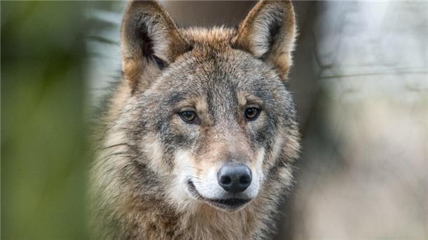 Aufnahme eines Wolfs. Am 11. März ist es zu einem Unfall zwischen einem Wolf und einem Auto auf der A27 zwischen Nordholz und Altenwalde gekommen. Das Tier verendete vor Ort.