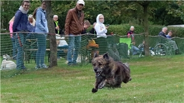 Auf der achtzig Meter langen Piste gaben die Hunde alles zum Stolz ihrer Besitzer und zur Freude der Zuschauer.