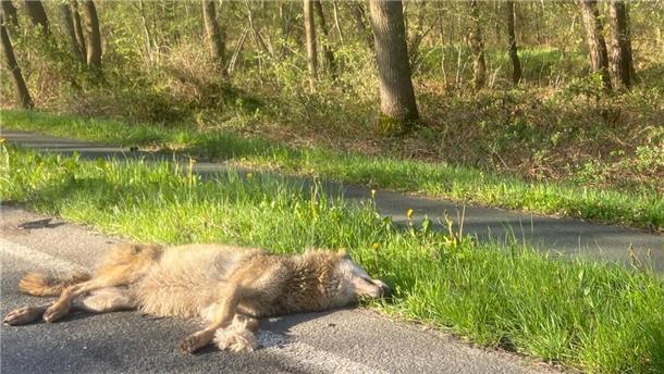 Auf der B6 zwischen Hahnenknoop und Stotel wurde am Sonntagmorgen ein Wolf überfahren. Das Tier wurde bei dem Zusammenstoß getötet. 
