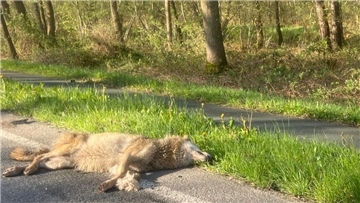 Auf der B6 zwischen Hahnenknoop und Stotel wurde am Sonntagmorgen ein Wolf überfahren. Das Tier wurde bei dem Zusammenstoß getötet. 