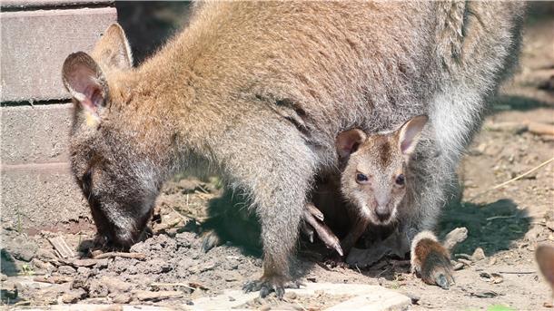 Auf der Lama Ranch Narvanas in Mürrwarden ist Wallaby Queeny bereits zweimal Mutter geworden. Tiffy schaut schon neugierig aus dem Beutel heraus.