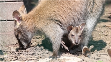 Auf der Lama Ranch Narvanas in Mürrwarden ist Wallaby Queeny bereits zweimal Mutter geworden. Tiffy schaut schon neugierig aus dem Beutel heraus.