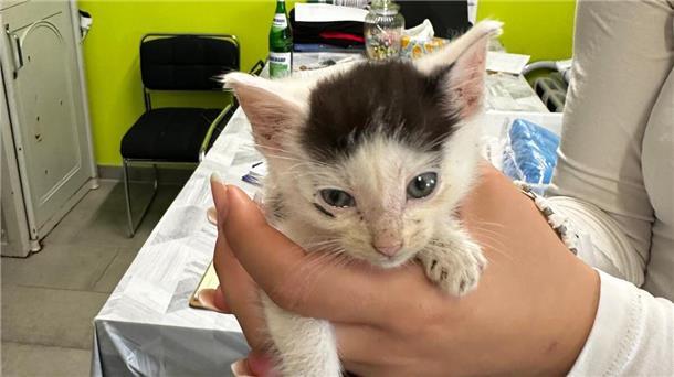 Katzenbaby