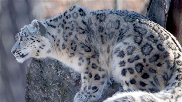 Zählung in Indien: Derzeit mehr als 700 Schneeleoparden Auf der Roten Liste der Weltnaturschutzunion als „gefährdet“ gelistet: der Schneeleopard.