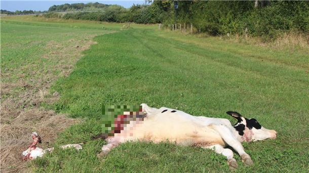 Zum Abschuss freigegeben: Problemwolf im Cuxland darf gejagt werden Auf der Weide direkt am Bäderring in Cuxhaven wurde dieses junge Rind gerissen. Offenbar war es ein Wolf.