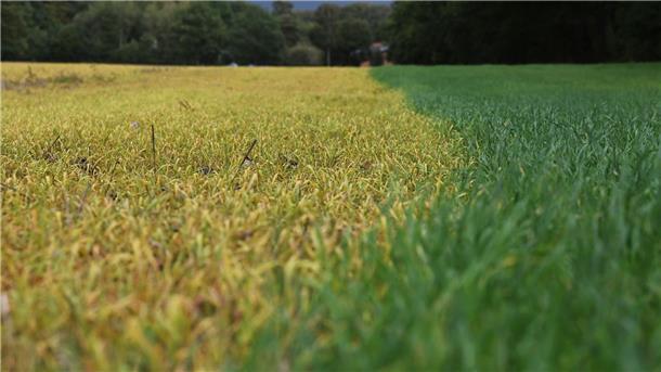 Glyphosat: Was es mit dem Mittel auf sich hat Auf die frischen grünen Blätter wurde ein Totalherbizid mit dem Wirkstoff Glyphosat ausgebracht. Dadurch sterben die grünen Pflanzen ab (links) und verfärben ihre Blätter charakteristisch gelb.