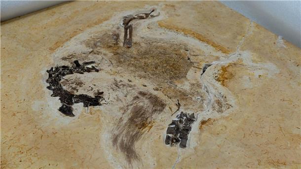 Auf diesem vom brasilianischen Wissenschaftsministerium zur Verfügung gestellten Bild ist das Fossil des Sauriers Ubirajara jubatus zu sehen, als es im Museum Cariri ankommt.