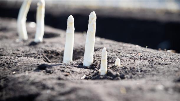 Spargelbauern hoffen auf Beginn der Ernte zu Ostern Auf einem Feld von einem Spargelhof wächst Spargel.