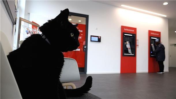 Auf einem Stuhl in der Bankfiliale macht es sich Kater Gorden oft gemütlich. 