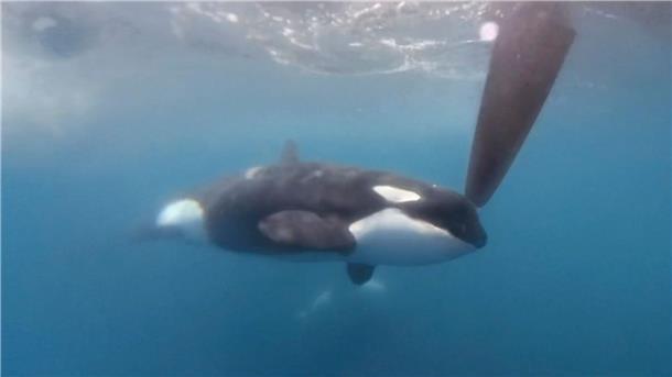 Erneut Orca-Attacke auf Teilnehmer der Mallorca-Regatta Auf einem Videobild bewegt sich ein Orca an einem Ruder der Hochsee-Segelyacht des Teams JAJO, das am Ocean Race 2023 im Juni teilnimmt.