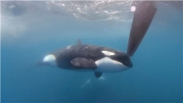 Auf einem Videobild bewegt sich ein Orca an einem Ruder der Hochsee-Segelyacht des Teams JAJO, das am Ocean Race 2023 im Juni teilnimmt.