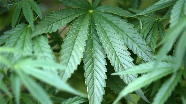Cannabis