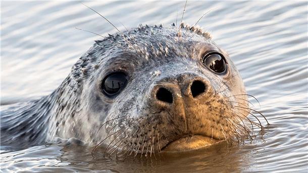 Rekordverdächtiger Kegelrobben-Nachwuchs auf Helgoland Auf Helgoland gibt es in diesem Winter viel Kegelrobben-Nachwuchs. (Symbolbild)