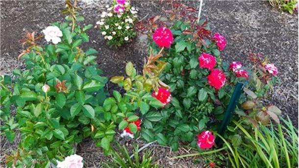 Auf ihre Rosen ist Jutta Zapf-Atkinson stolz.