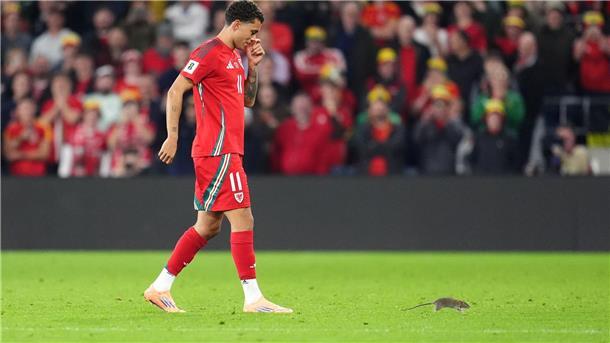 Ratte stört WM-Quali-Spiel - Courtois‘ Fangversuch misslingt Auf Rattenjagd: der walisische Nationalspieler Brennan Johnson.