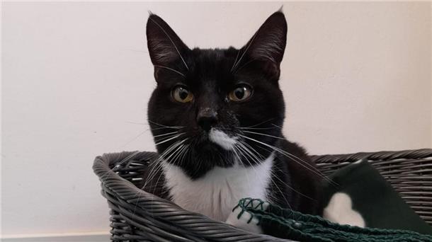 Aufgeweckt und selbstbewusst: Kater „Goliath“