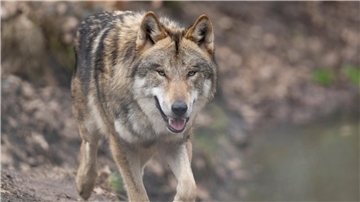 Ein Wolf streift durch einen Wald.