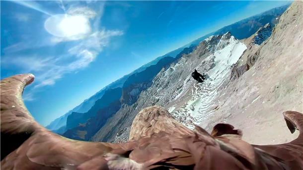Aufnahme vom Rücken eines Seeadlers, der sich im Flug über ehemalige Gletscherregionen in den Alpen befindet.