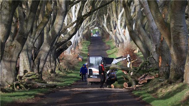 Aufräumarbeiten in der der „Dark Hedges“ genannten Straße.