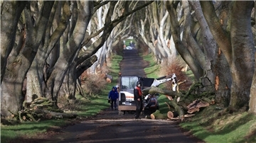 Aufräumarbeiten in der der „Dark Hedges“ genannten Straße.