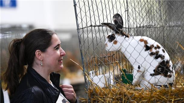Nutztiere mit Kuschelfaktor - Kaninchen-Schau in Kassel Aug‘ in Aug‘ mit einer Dalmatiner-Rexe auf der Bundeskaninchenschau.