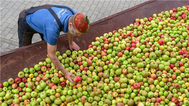Aus diesen Äpfeln wird Saft gemacht.