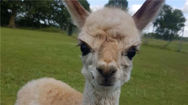 Ein cremefarbenes Baby-Alpaka schaut direkt in die Kamera.