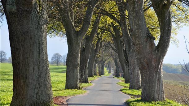 Eine Allee