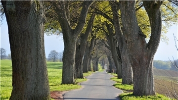 Eine Allee