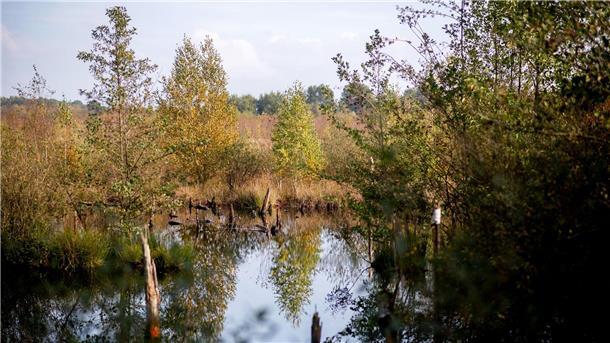 Bäume stehen in der Diepholzer Moorniederung.