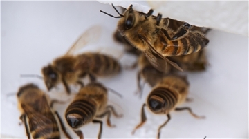 Baltrum ist eigentlich kein Schlaraffenland für Bienen, denn dort findet sich nur wenig Nektar.