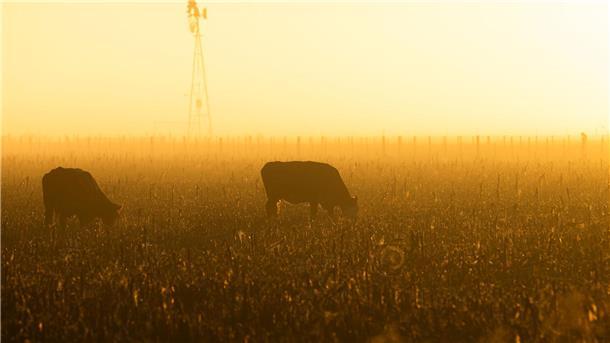 Freihandelsabkommen zwischen EU und Mercosur auf Zielgeraden Bauern in der EU befürchten, dass sie in einen neuen Preiskampf gezwungen werden. (Archivbild)