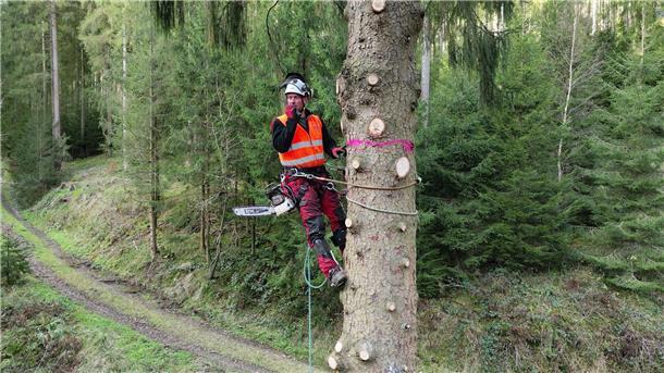 Baumkletterer Holger Schwering hat selbst keinen echten Weihnachtsbaum. 