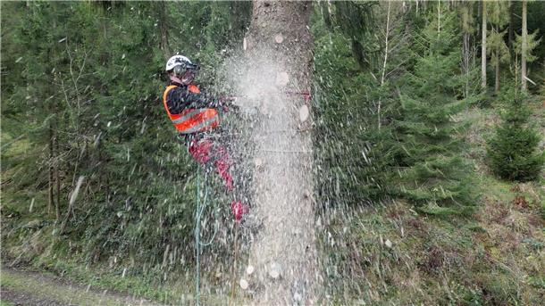 Baumkletterer Holger Schwering sägt den Baum in luftiger Höhe ab.