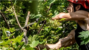 Baumpfleger sorgen dafür, dass so viele Bäume wie möglich gesund bleiben. In Wilstedt will die Kommune private Baumeigentümer bei den Kosten für solch eine Pflege künftig unterstützen.