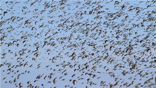 Beeindruckendes Naturschauspiel: Zigtausende Zugvögel lassen sich im Herbst über dem Wattenmeer und auf den Salzwiesen im Cuxland blicken.