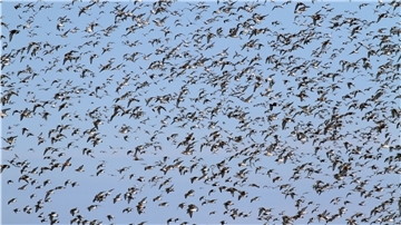 Beeindruckendes Naturschauspiel: Zigtausende Zugvögel lassen sich im Herbst über dem Wattenmeer und auf den Salzwiesen im Cuxland blicken.