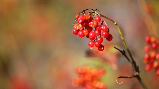Warum es sich lohnt, den Herbst zu lieben Beerenfrüchte sorgen für das i-Tüpfelchen im herbstlichen Farbenmeer.
