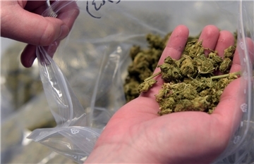eine Hand hält Marihuana in die Kamera