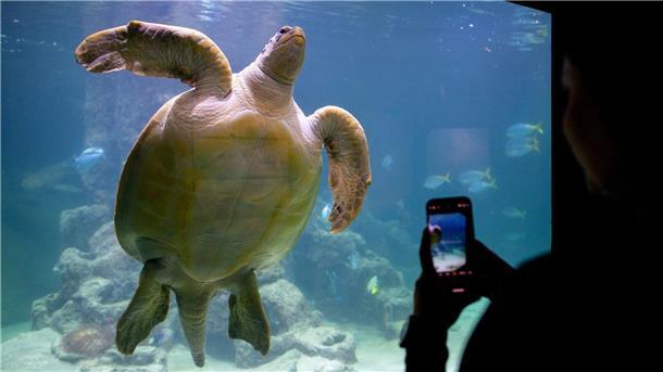 Bei den Aquariumsgästen zählt Meeresschildkröte Ernie schon zu den Besucherlieblingen. 