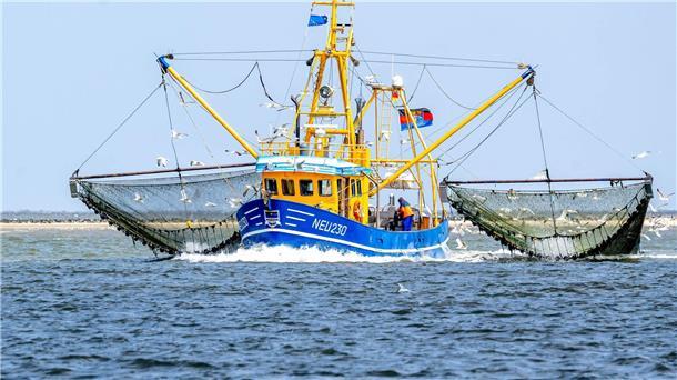 Verband: Fischereibranche steckt weiter in der Krise Bei den Nordseekrabben ist der Verkauf in den vergangenen beiden Jahren um 40 Prozent eingebrochen.