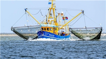 Bei den Nordseekrabben ist der Verkauf in den vergangenen beiden Jahren um 40 Prozent eingebrochen.