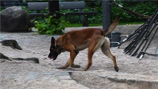Wolfenbüttel: Kleinkind schluckt Drogen - schwer verletzt Bei den Suchmaßnahmen nach weiteren Drogen wurden auch Spürhunde eingesetzt. (Symbolbild)