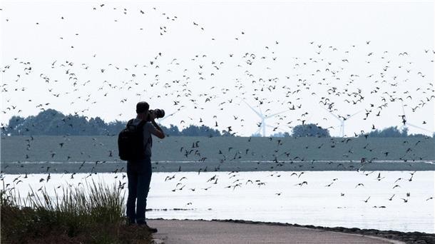 Bei den Zugvogeltagen gibt es rund 250 Veranstaltungen. (Archivbild)