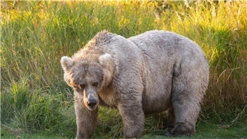 Bei der „Fat Bear“-Wahl in Alaska haben die dicksten Braunbären die besten Chancen auf den Titel.